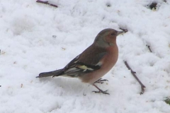 fringuellomaschio
