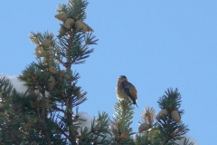 giovanemaschiocrocere