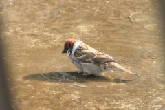 mattugia