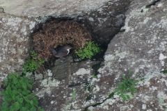 merloacquaioloalnido