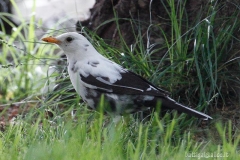 merloalbino