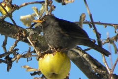 merloconciboinvernale