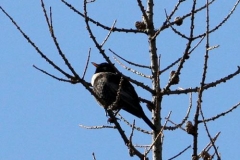 merlodalcollare