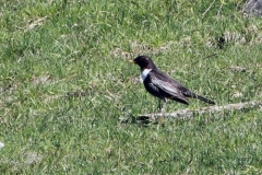 merlodalcollarebatti