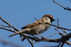 passeramattugia