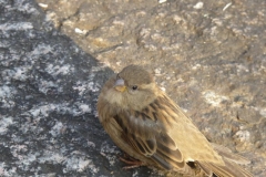 passerof