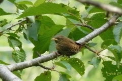 scricciolopullo