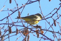 venturone