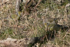 venturone2