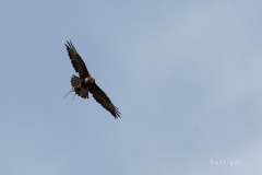 bw1g4709aves