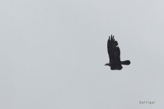 bw1g4809aves