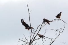 bw1g6331aves