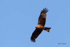 bw1g6623aves