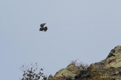 bw1g9822aves