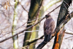dpp07db03110c2031aves