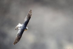 dpp07db04040c2548aves