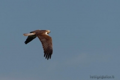 dpp07db0406082227aves