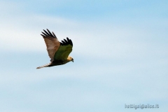 dpp07db0406082435aves