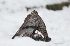 _w1g5737aves