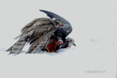 _w1g5806aves