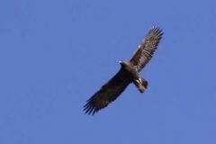 aquila4