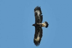 aquila5