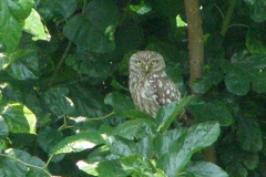 civetta