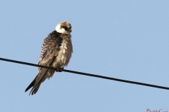 falcocuculo