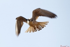 falcocuculo2