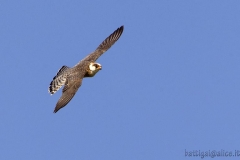 falcocuculob