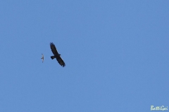 gheppioaquila