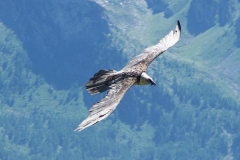 gipetorefourn