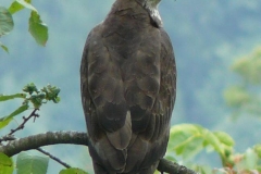 pecchiaioloomar