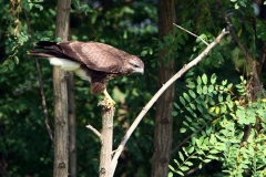 poianaposata