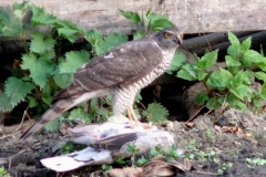 sparviereepreda