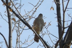 sparvieref