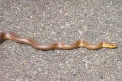 colubroesculapio
