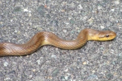 colubroesculapiopart
