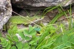 ramarri