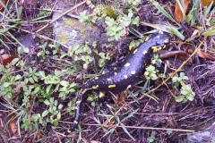 salamandra-salamandra_