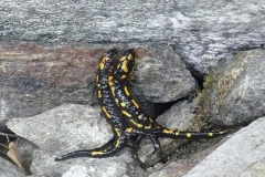 accoppiamentosalamandre1