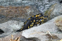 accoppiamentosalamandre2