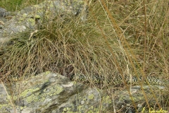 biacco