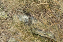 biacco2