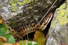 incontrovipera
