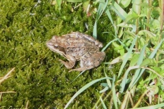 ranatemporaria