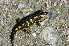 salamandra2