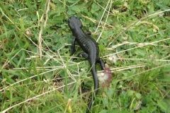 salamandraelisa