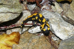 salamandrafede