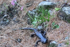 salamandralanzai